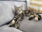 Maine Coon kitten beschikbaar, Meerdere dieren, Gechipt, 0 tot 2 jaar