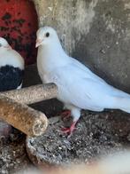 Jonge sierduiven, Dieren en Toebehoren, Vogels | Duiven, Meerdere dieren, Overige soorten