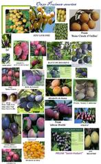 PRUIMENBOMEN Laagstam 15€/st, versch.soorten, Volle zon, Vaste plant, Ophalen of Verzenden, Fruitplanten