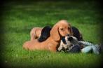langharige Teckel pups, Dieren en Toebehoren, België, Reu, CDV (hondenziekte), 8 tot 15 weken