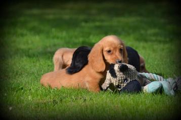 langharige Teckel pups beschikbaar voor biedingen