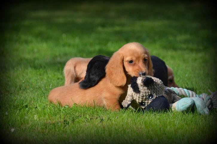 langharige Teckel pups, Dieren en Toebehoren, Honden | Teckels en Dashonden, Reu, Langhaar, Dwerg, Fokker | Professioneel, Meerdere
