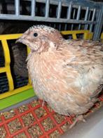 Kwartels jumbo hannen 4€, Dieren en Toebehoren