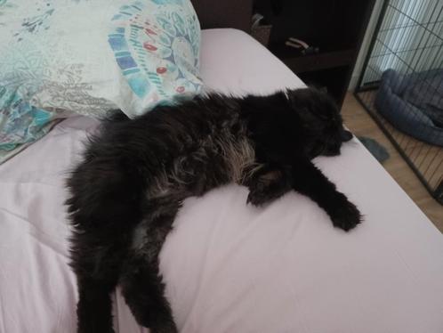 Herplaatser Perzische kater, Dieren en Toebehoren, Katten en Kittens | Raskatten | Langhaar, Meerdere dieren, 3 tot 5 jaar, Gechipt