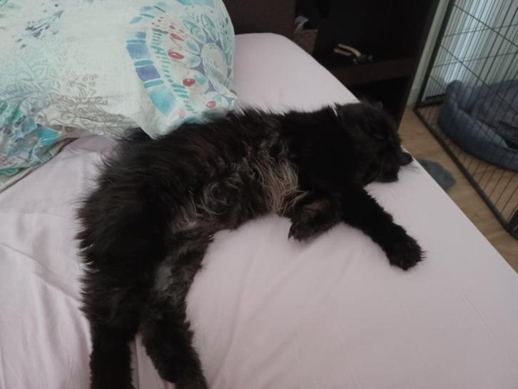 Herplaatser Perzische kater, Dieren en Toebehoren, Katten en Kittens | Raskatten | Langhaar, Meerdere dieren, 3 tot 5 jaar, Gechipt