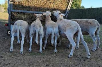 Easy Care lammeren 04/2025 beschikbaar voor biedingen