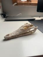 Krokodil schedel 16cm, Huis en Inrichting, Ophalen of Verzenden