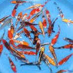 Japanse koi 500 stuks, Dieren en Toebehoren, Vissen | Vijvervissen, Karper of Koi