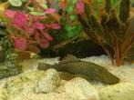 Pleco algeneter meerdere tekoop., Dieren en Toebehoren, Zoetwatervis