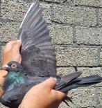 Postduif Kleinzoon "JILL" 1e Nat. Ace Pigeon!, Animaux & Accessoires, Oiseaux | Pigeons, Mâle, Pigeon voyageur