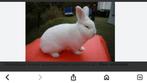 Witte Nieuw-Zeelander, Dieren en Toebehoren, Konijnen