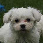 Maltezer, Dieren en Toebehoren, Honden | Chihuahua's en Gezelschapshonden, België, Maltezer, CDV (hondenziekte), 8 tot 15 weken