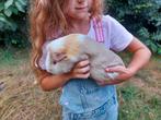 Cavia mannetje, Dieren en Toebehoren, Mannelijk, Cavia, Tam