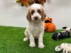 Nestje Koningspoedel pups, Poedel, België, CDV (hondenziekte), 8 tot 15 weken