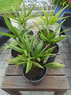 planten, Tuin en Terras, Overige soorten, Volle zon, Vaste plant, Ophalen of Verzenden