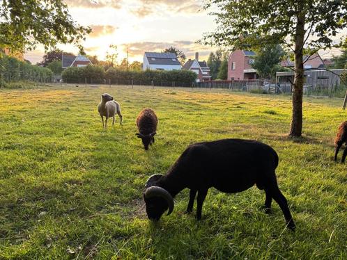 Ouessant schapen, Dieren en Toebehoren, Schapen, Geiten en Varkens, Schaap, Meerdere dieren