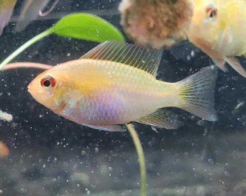 Mikrogeophagus Ramirezi Gold / Antennebaarsje, Dieren en Toebehoren, Vissen | Aquariumvissen