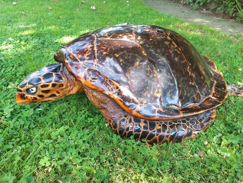 Grande tortue  imbriqué Seychelles  naturalisé pré cites, Collections, Collections Animaux, Utilisé, Animal empaillé, Reptile ou Amphibien