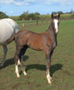 Top hengstenveulen AGANIX DU SEIGNEUR, Dieren en Toebehoren, Paarden, Springpaard, Gechipt, 0 tot 2 jaar, Hengst