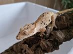 wimpergekko, Dieren en Toebehoren, Tam, 0 tot 2 jaar