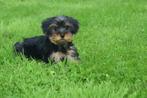 Yorkshire terrier pups, Dieren en Toebehoren, Honden | Jack Russells en Terriërs, Yorkshire Terriër, 15 weken tot 1 jaar, Buitenland