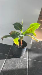 Bananenplanten, Tuin en Terras, Planten | Tuinplanten, Ophalen