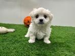 Nestje Mini Maltezer pups, België, Maltezer, CDV (hondenziekte), 8 tot 15 weken