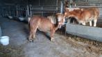 mini schet 12 jaar en 85 cm groot merrie, Dieren en Toebehoren, Merrie, Niet van toepassing, A pony (tot 1.17m), Gechipt