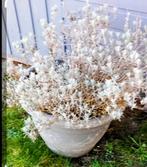 Grote pot lavendel, Ophalen