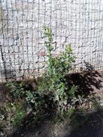 Hulstplantje, Halfschaduw, Zomer, Vaste plant, Bodembedekkers