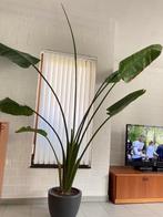 Kamerplant Strelitzia Nicolai >250cm, Maison & Meubles, Plantes d'intérieur, Plante verte, 200 cm ou plus, Plein soleil, Enlèvement