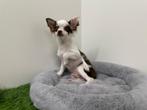 Langharige Chihuahua pup, België, Reu, 8 tot 15 weken, CDV (hondenziekte)