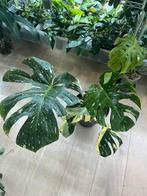 Monstera Thai Constellation, Huis en Inrichting, Kamerplanten, Ophalen, In pot