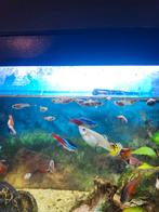 Guppy's: kleur geel, blauw, en oranje. Man: oranje, blauw, Dieren en Toebehoren