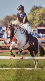 Grote B-pony merrie, Dieren en Toebehoren, Paarden