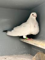 Canria duivin, Dieren en Toebehoren, Vrouwelijk, Kropper
