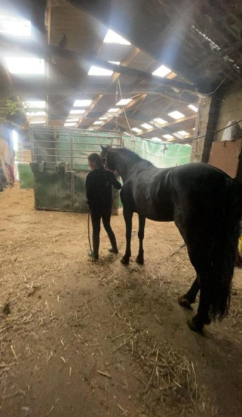 Verzorgpaard gezocht, Dieren en Toebehoren, Paarden en Pony's | Zadels, Ophalen of Verzenden