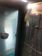 Kweekkoppel KAKARIKIS 2024, Geringd