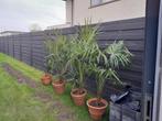 Palmbomen, Tuin en Terras, Ophalen, Vaste plant