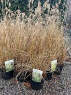 planten, grassen, Tuin en Terras, Planten | Tuinplanten, Ophalen, Vaste plant