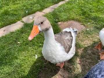 3 Vlaamse ganzen te koop, Plusieurs animaux, Oie ou Cygne