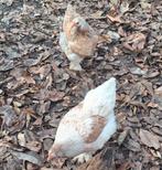 Meerdere raszuivere correcte Brahma hennen 2025, Dieren en Toebehoren, Pluimvee, Vrouwelijk, Kip