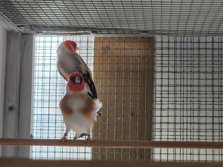 Grote putters, Dieren en Toebehoren, Vogels | Overige Vogels, Wildzangvogel, Mannelijk, Geringd