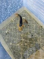 Koi's te koop, Dieren en Toebehoren