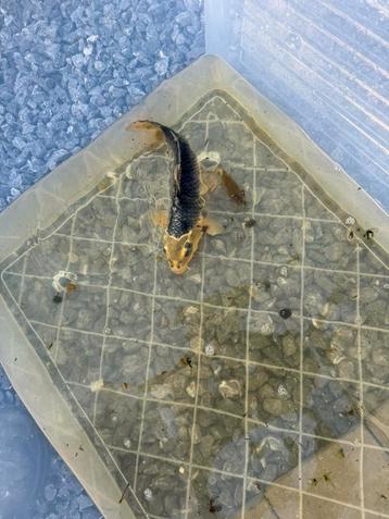 Koi's te koop beschikbaar voor biedingen