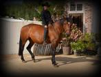 Braaf recreatiepaard, Merrie, Recreatiepaard, Gechipt, 11 jaar of ouder