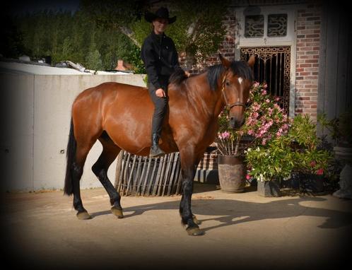 Braaf recreatiepaard, Dieren en Toebehoren, Paarden, Merrie, 11 jaar of ouder, Recreatiepaard, Met stamboom, Gechipt, Ontwormd