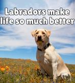 gezocht labrador teef tussen 1 en 3 jaar met stamboom, Dieren en Toebehoren, Honden | Retrievers, Spaniëls en Waterhonden, België