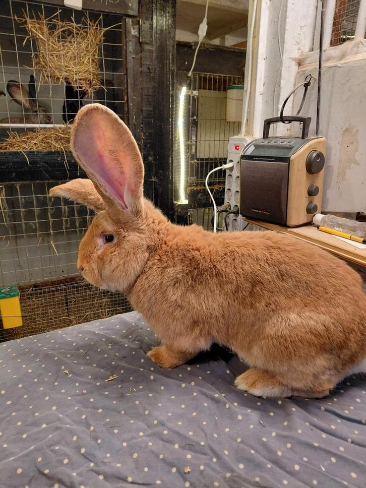 Ras echte gele vlaamse reuzen, Animaux & Accessoires, Lapins