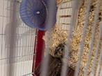2 hamsters met kooien en toebehoren SAMEN, Dieren en Toebehoren, Knaagdieren, Februari, Mannelijk, Tam